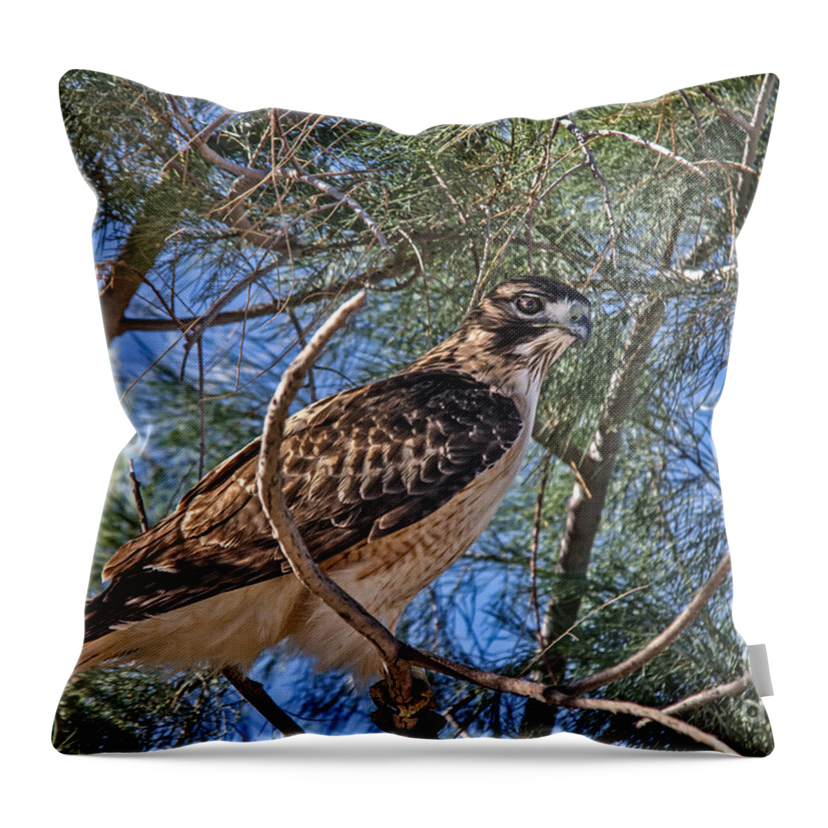 Buteo Jamaicensis Throw Pillow featuring the photograph Beautiful Red-tailed Hawk by Robert Bales