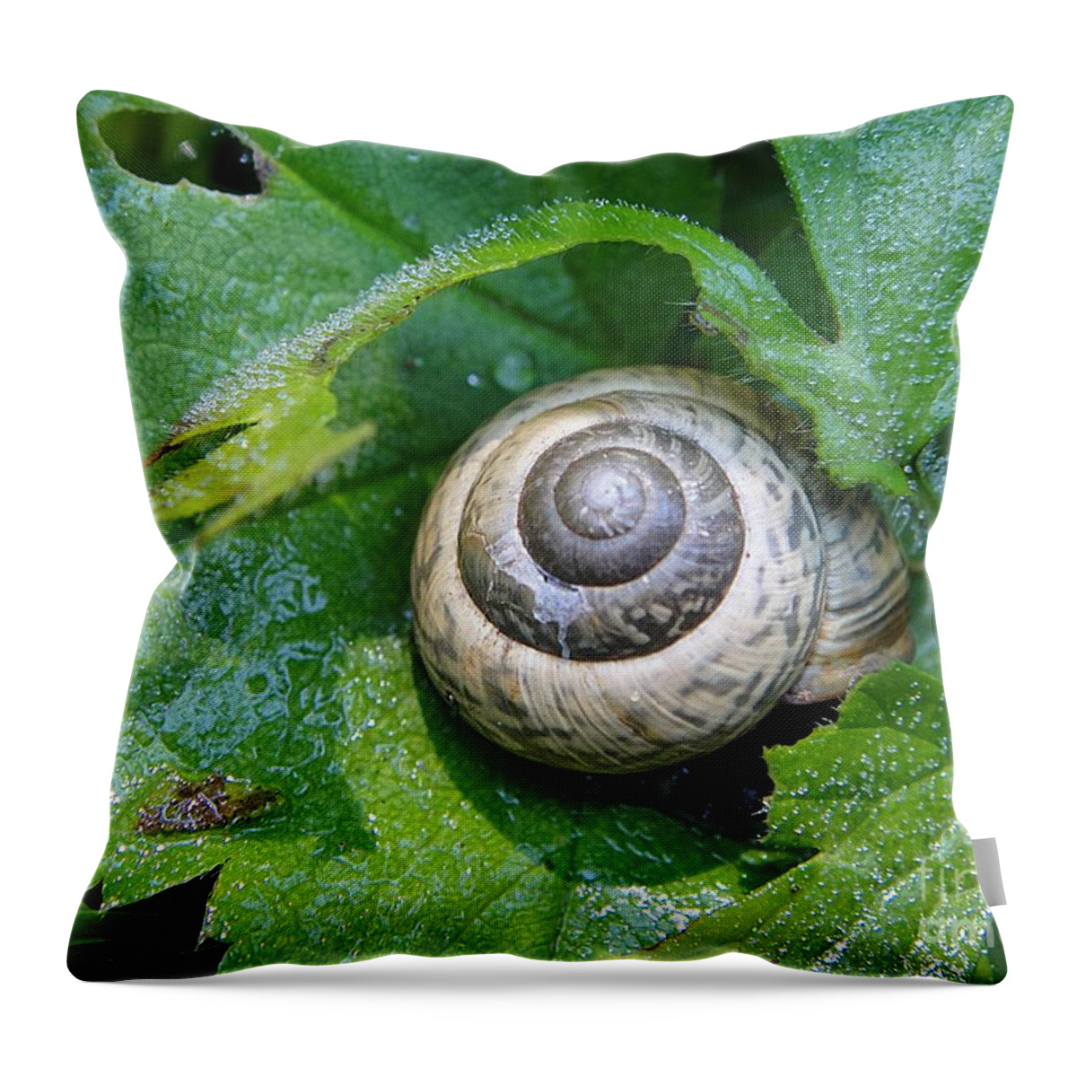 Snail Throw Pillow featuring the photograph Beautiful snail by Karin Ravasio