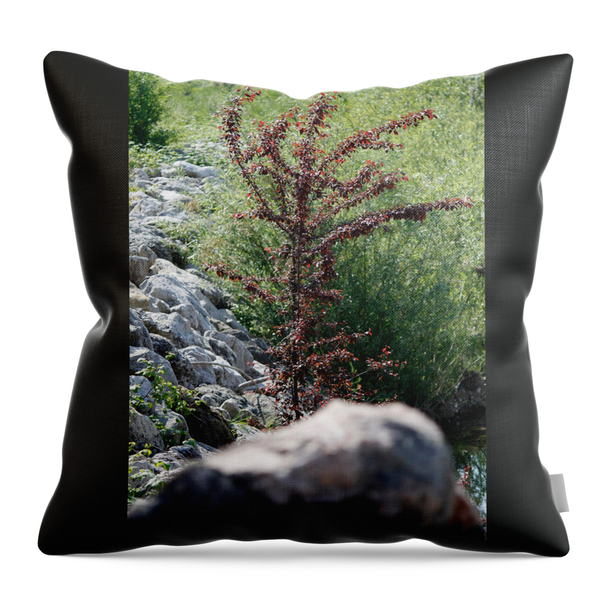 Albero Throw Pillow featuring the photograph Beauty is Everywhere by Donato Iannuzzi