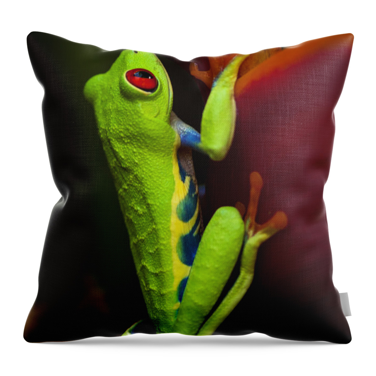 Frog Throw Pillow featuring the photograph Beauty Of Tree Frogs Costa Rica 9 by Bob Christopher