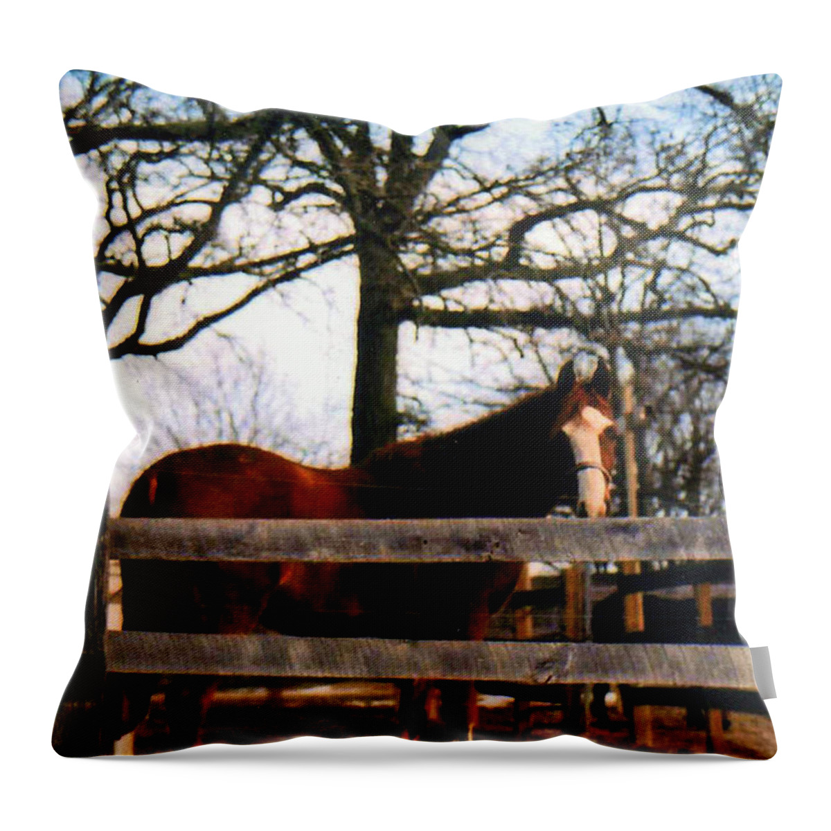 Horse Throw Pillow featuring the photograph Beauty Waiting by Kay Novy