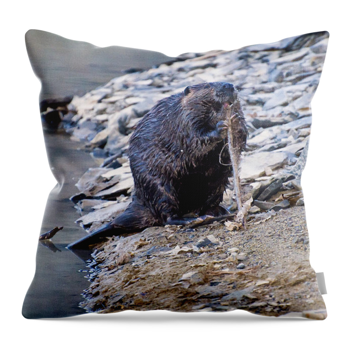 Beaver Throw Pillow featuring the photograph Beaver Sharpens Stick by Flees Photos