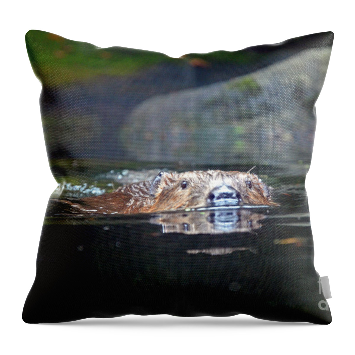 Beaver Throw Pillow featuring the photograph Beaver Swimming by Frank Larkin