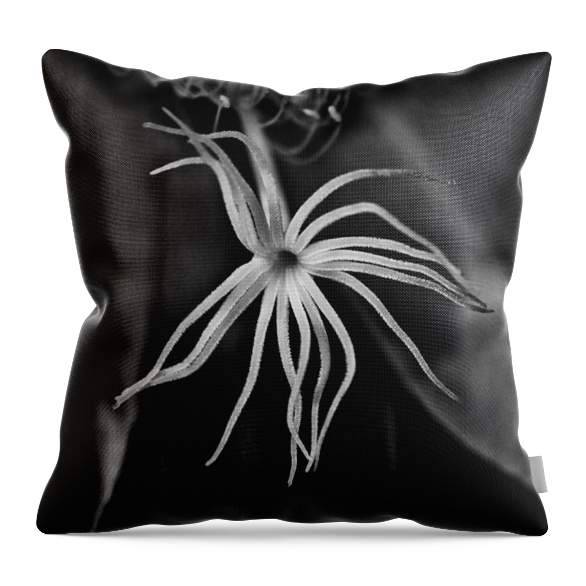 Night Blooming Cereus Throw Pillow featuring the photograph Beckoning by Sue Capuano