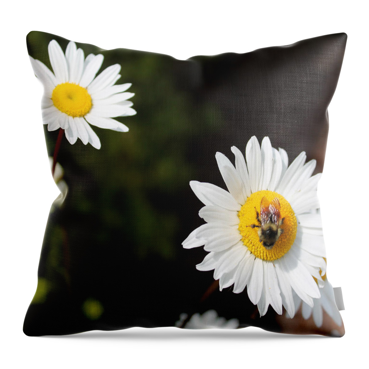 Daisy Throw Pillow featuring the photograph Bee on a Daisy 2 by Cathy Anderson