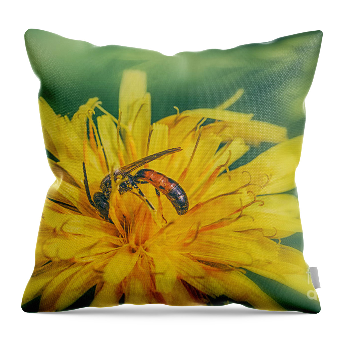 Halictid Bee Throw Pillow featuring the photograph Bee Pollinator by Jivko Nakev
