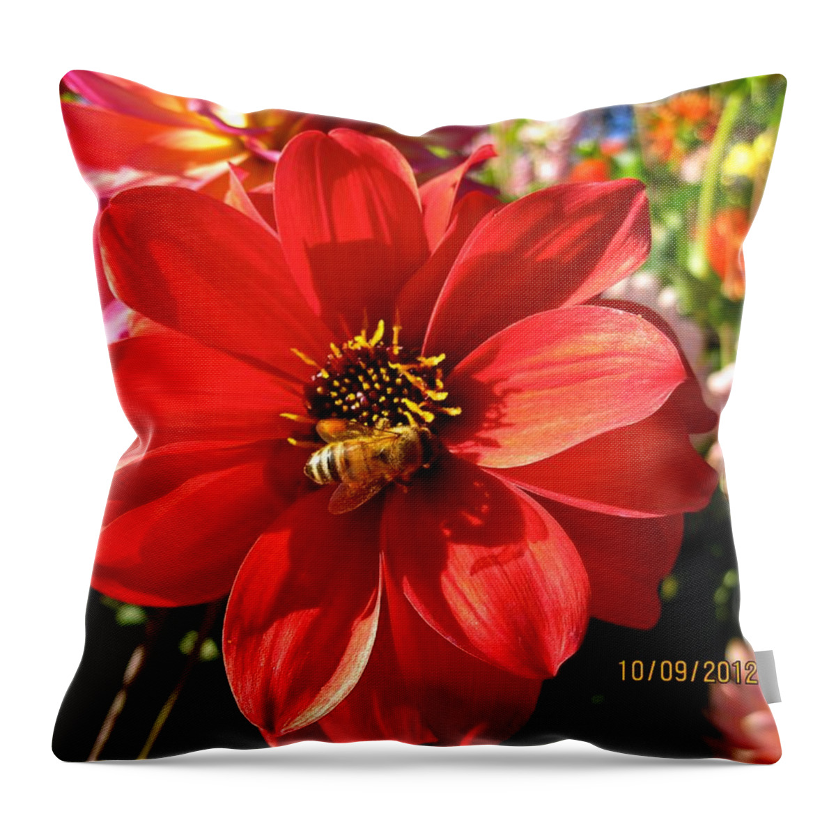 Flowers Throw Pillow featuring the photograph Bee's Dahlia Delight by Csilla Florida