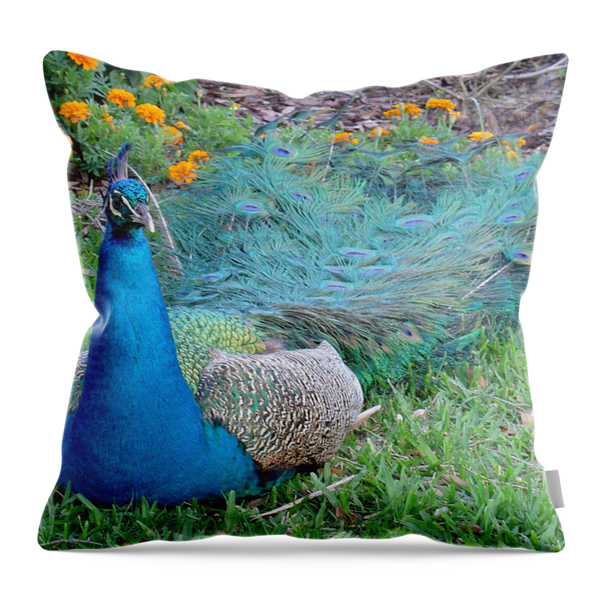 Peacock Throw Pillow featuring the photograph Bejeweled by David Nicholls