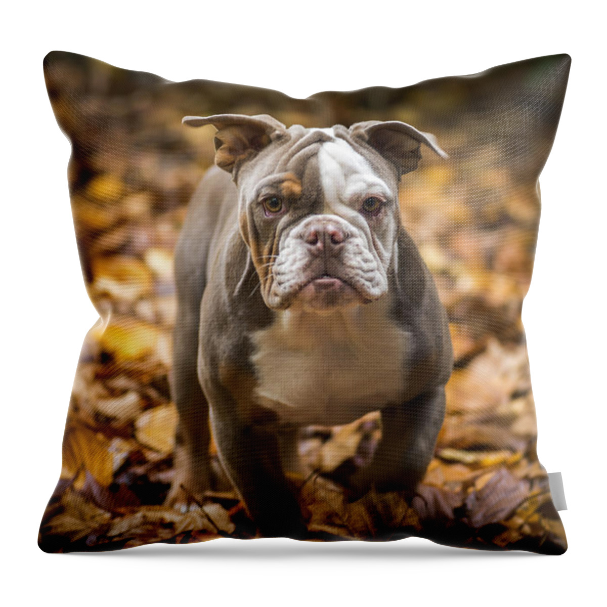Autumn Throw Pillow featuring the photograph Bella #5 by Joye Ardyn Durham