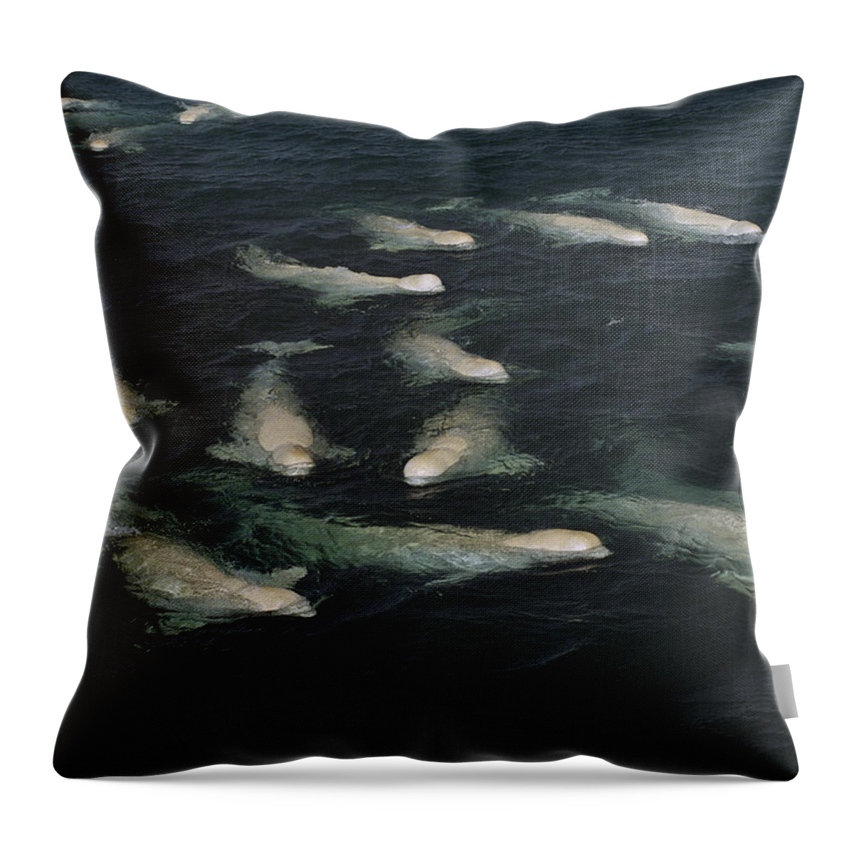 Feb0514 Throw Pillow featuring the photograph Belugas Molting In Freshwater by Flip Nicklin