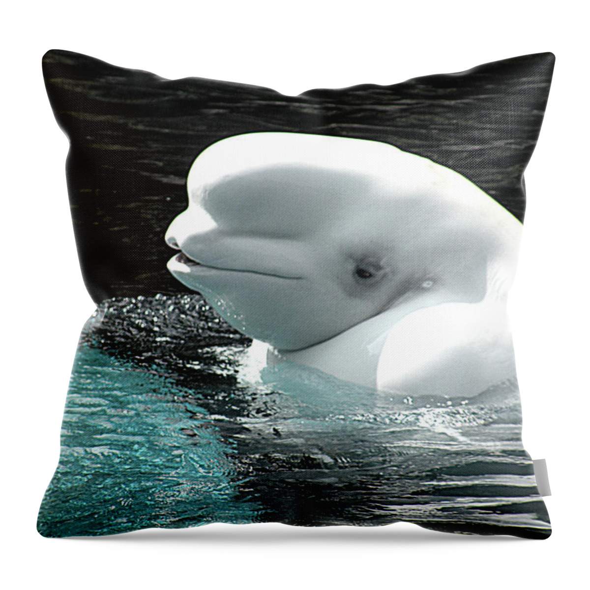 Photographs Throw Pillow featuring the photograph Beluga Whale by Brian Chase
