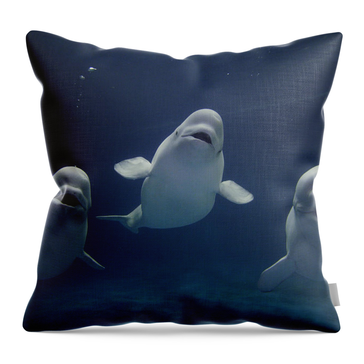 Feb0514 Throw Pillow featuring the photograph Beluga Whale Trio by Hiroya Minakuchi