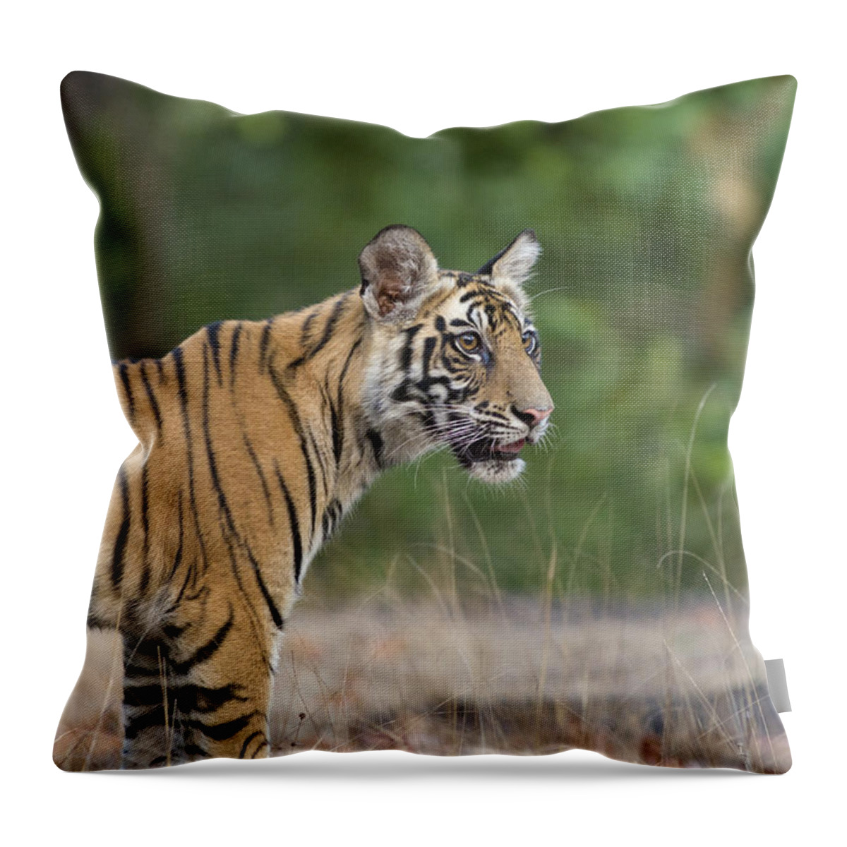 Feb0514 Throw Pillow featuring the photograph Bengal Tiger Cub Bandhavgarh Np India by Suzi Eszterhas