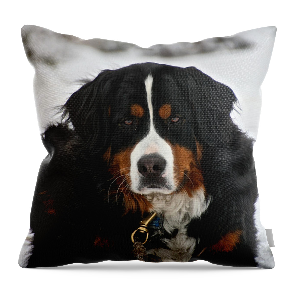 Outdoors Throw Pillow featuring the photograph Bernese Mountain Dog by Susan Herber