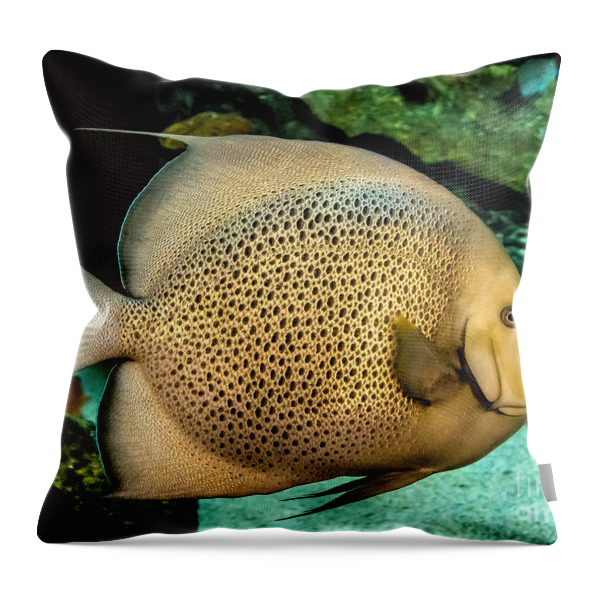 Chub Throw Pillow featuring the photograph Big Beautiful Fish by Cheryl Baxter