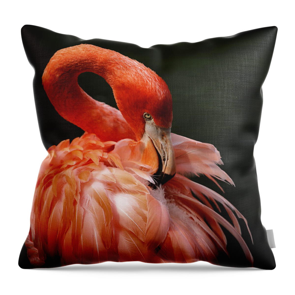 Flamingo Throw Pillow featuring the photograph Big Bird by Karol Livote