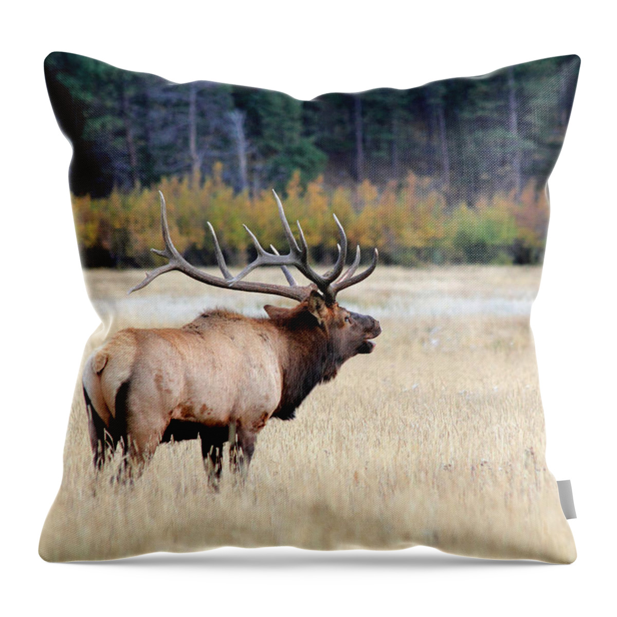 Bull Throw Pillow featuring the photograph Big Colorado Bull by Shane Bechler