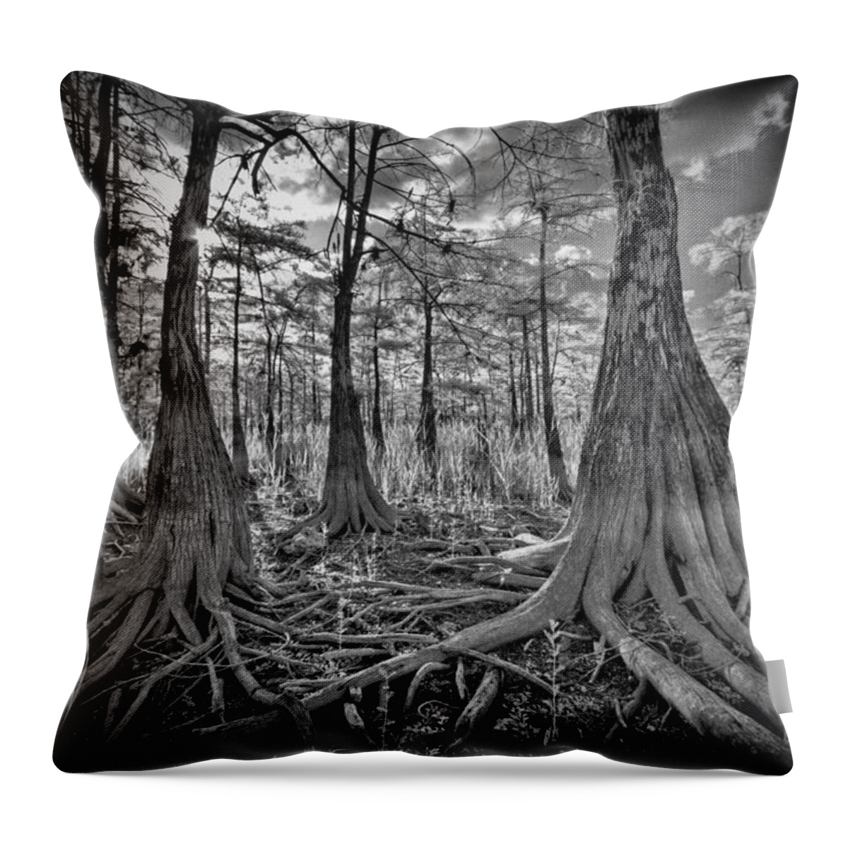 Big Throw Pillow featuring the photograph Big Cypress Tree Roots by Bradley R Youngberg