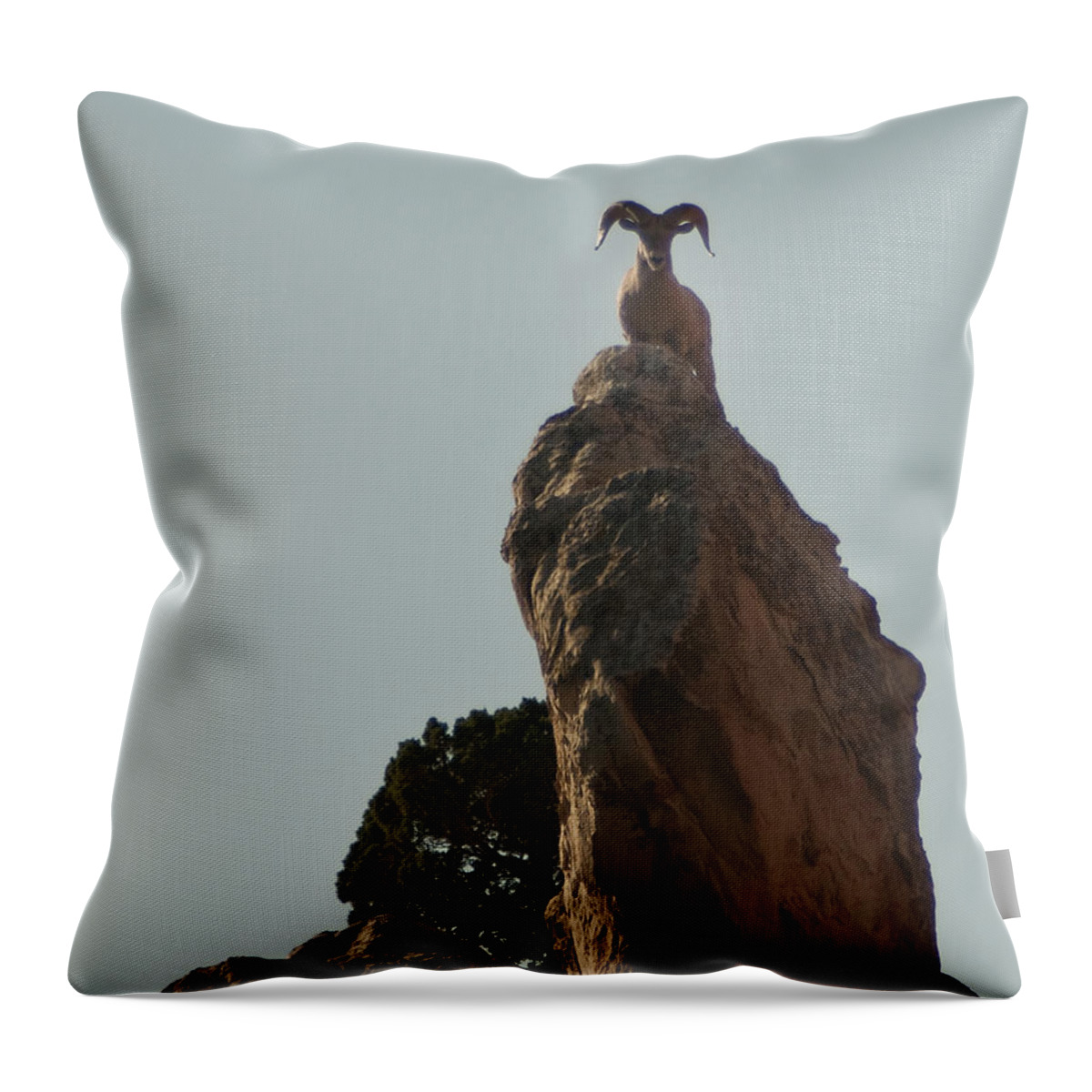 Photography Throw Pillow featuring the photograph Bighorn Ram by Lee Kirchhevel