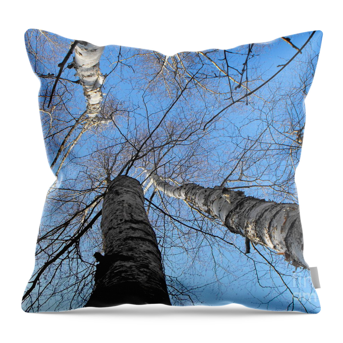 Tree Throw Pillow featuring the photograph Birch Group in Winter by Erick Schmidt