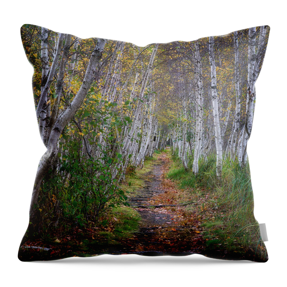 #acadia#fall#colors#landscape#maine#acadianationalpark#birchtree Throw Pillow featuring the photograph Birch Series no. 4 by Darylann Leonard Photography