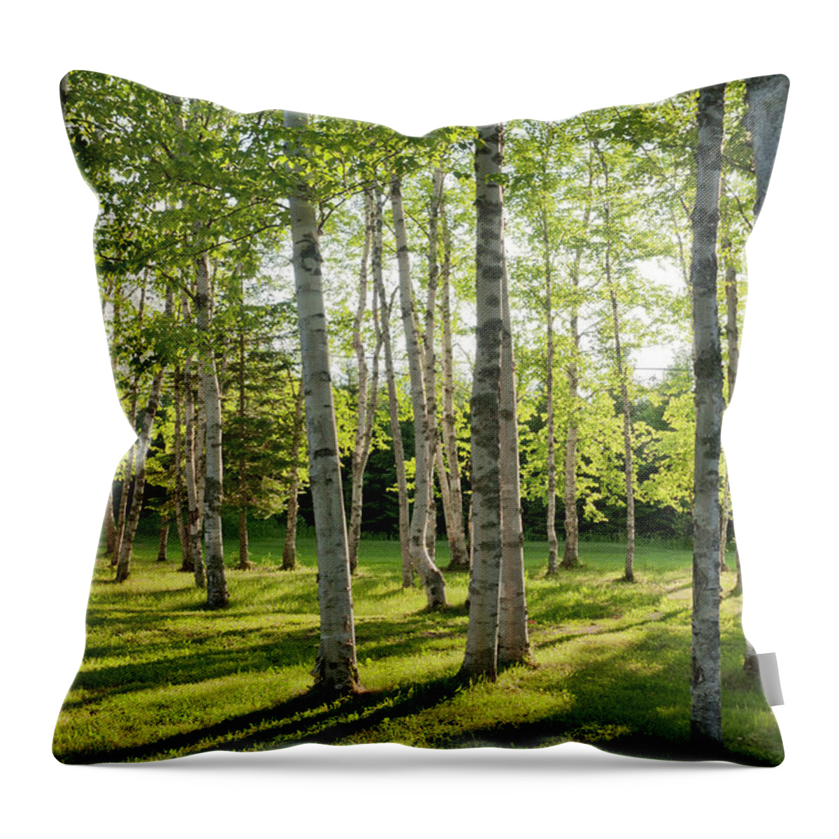 Scenics Throw Pillow featuring the photograph Birch Woodland Habitat by Pokergecko