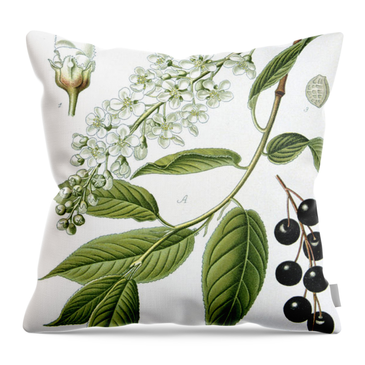 Bird Throw Pillow featuring the painting Bird Cherry Cerasus padus or Prunus padus by Anonymous