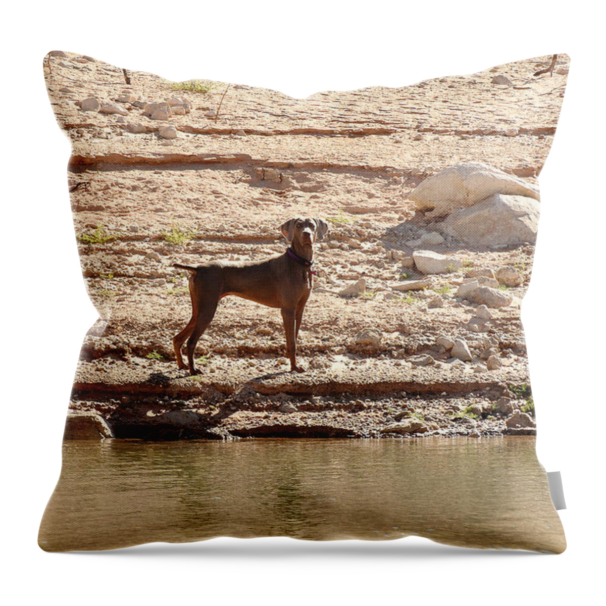 Landscape Throw Pillow featuring the photograph Bird Dog 2 by Julie Niemela