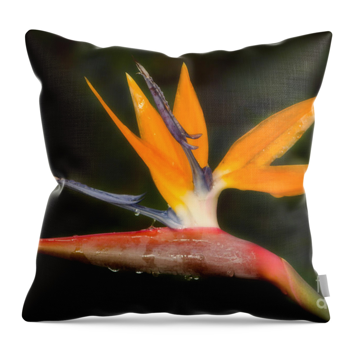Paradise Throw Pillow featuring the photograph Bird of Paradise by Donna Greene