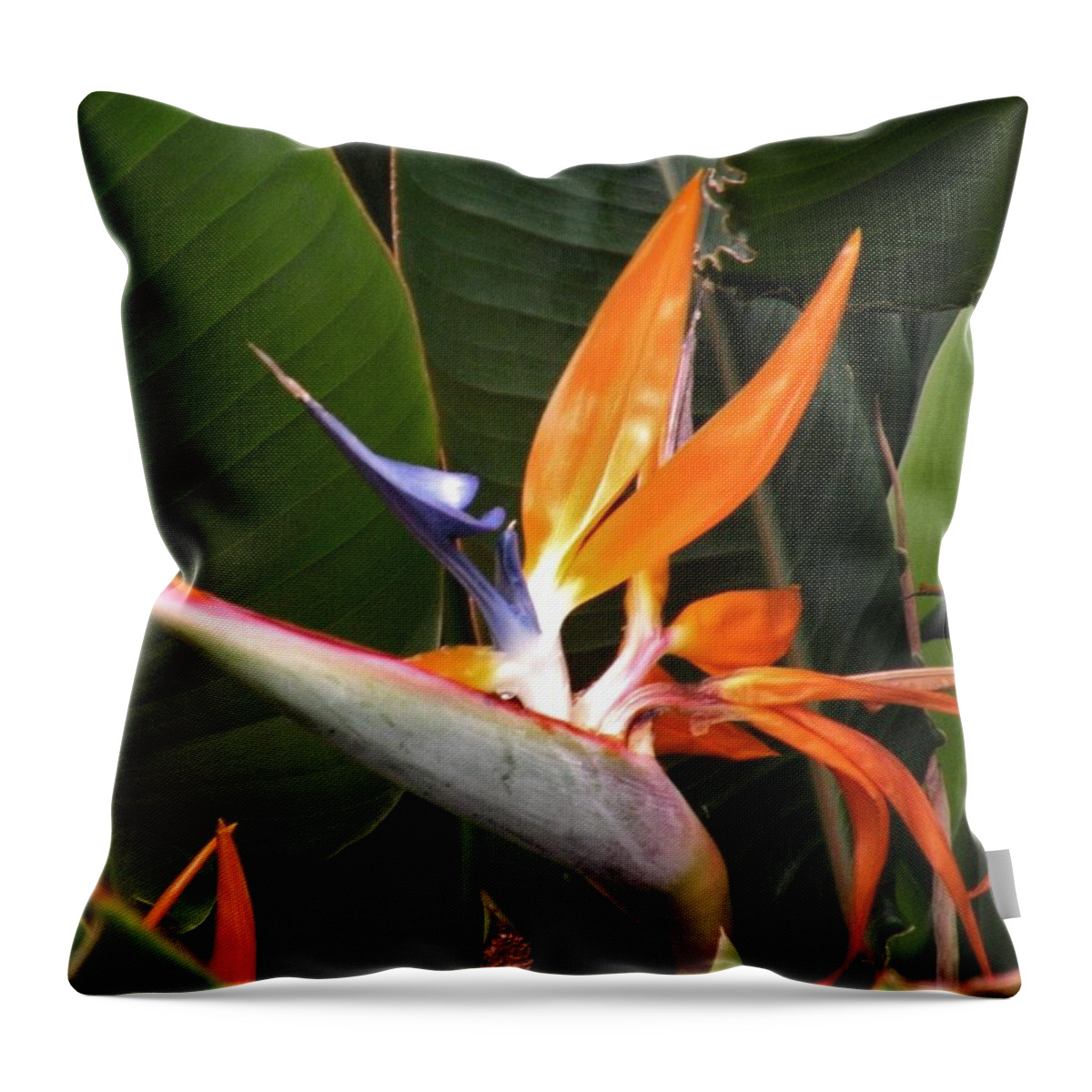 Bird Of Paradise Throw Pillow featuring the photograph Bird of Paradise Flowers by Kim Bemis