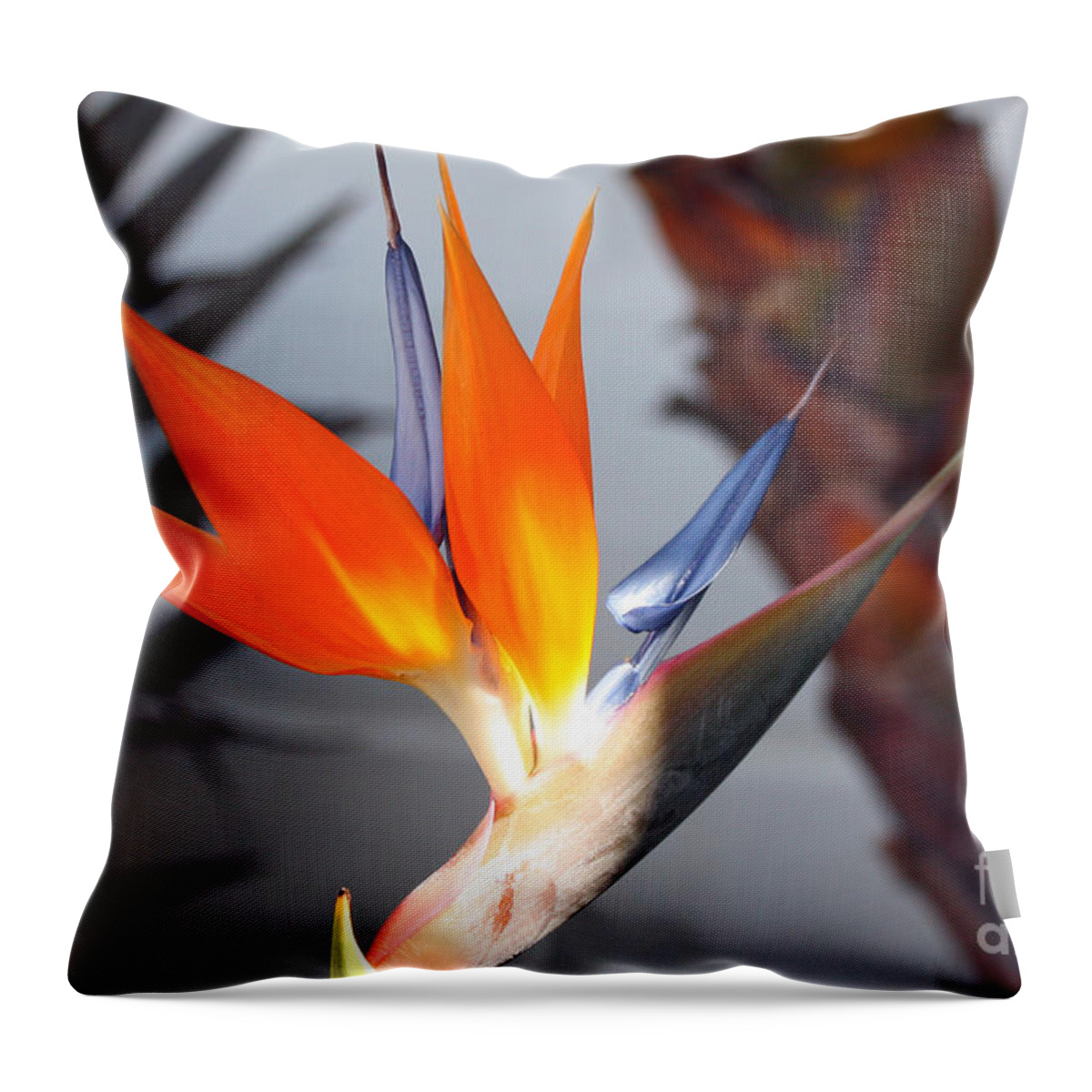 Flower Throw Pillow featuring the photograph Bird of Paradise by Kelly Holm