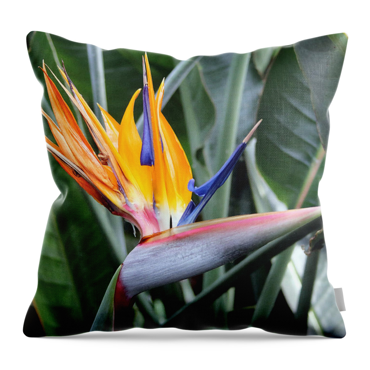 Floral Throw Pillow featuring the photograph Bird of Paradise Study 4 by Mary Haber