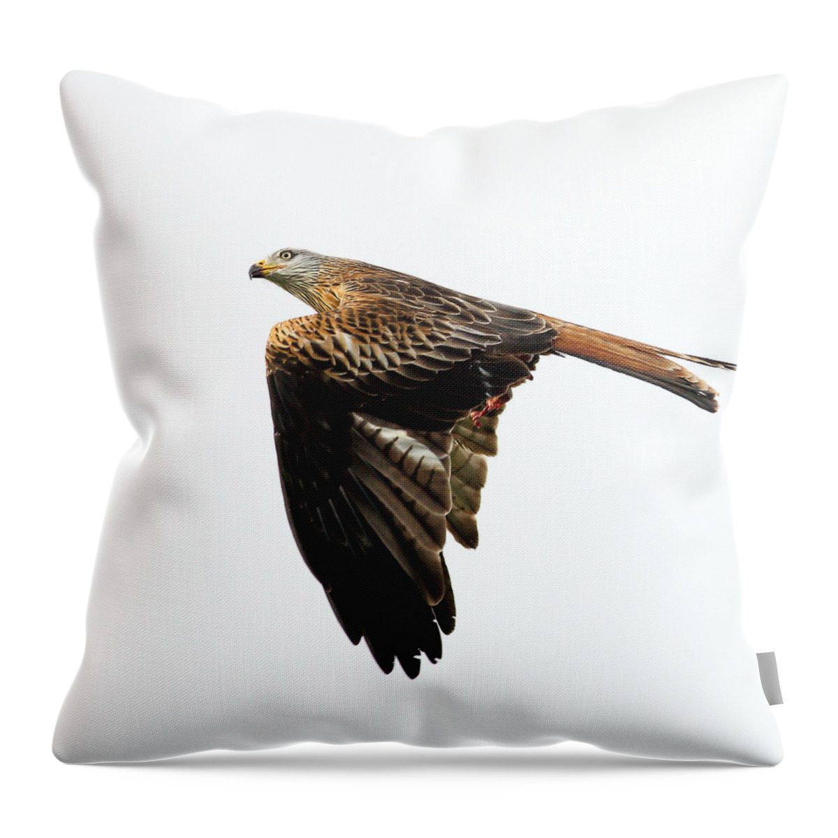  Accipitridae Throw Pillow featuring the photograph Bird of prey in flight by Grant Glendinning