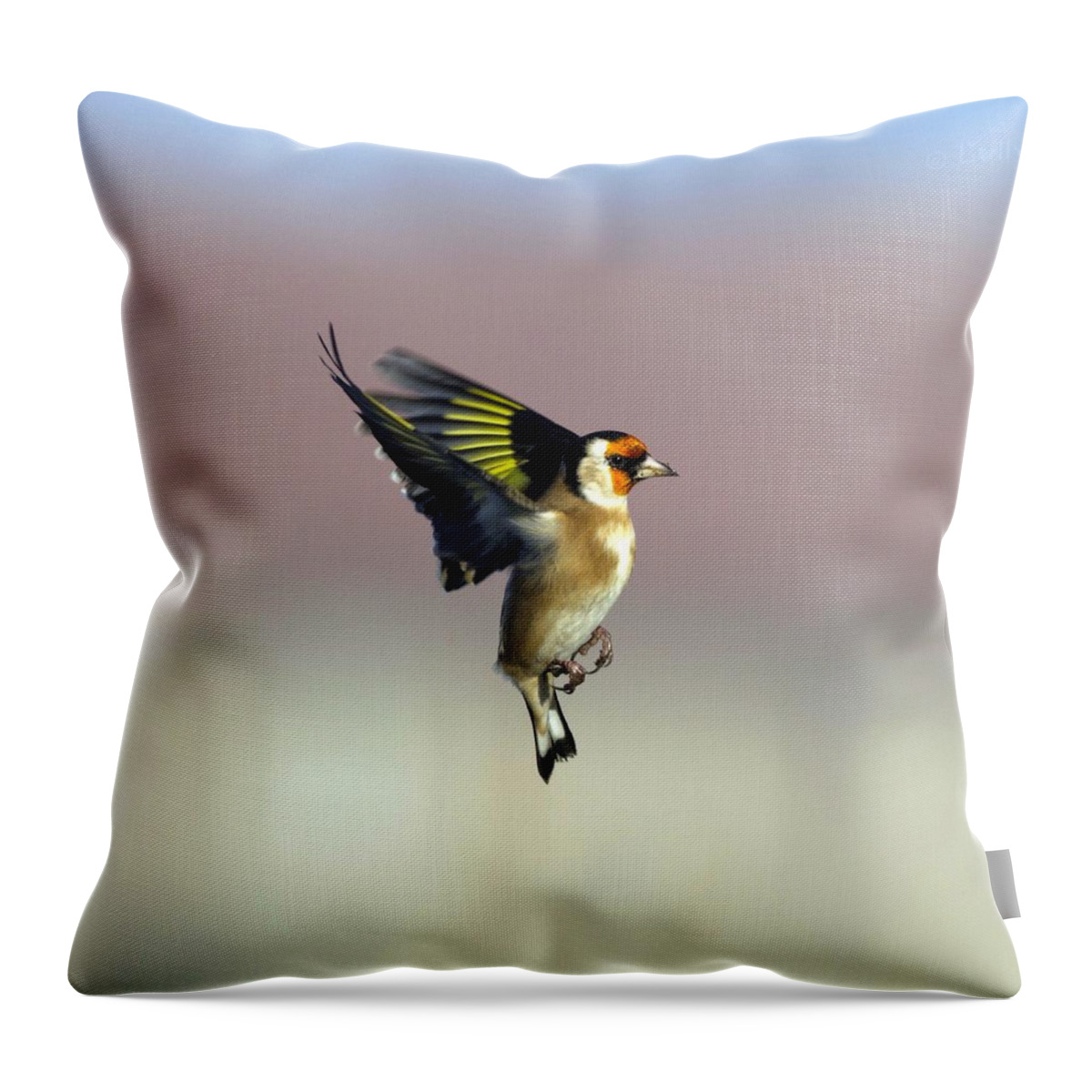 Photography Throw Pillow featuring the photograph Bird by Presilla Hadzhieva