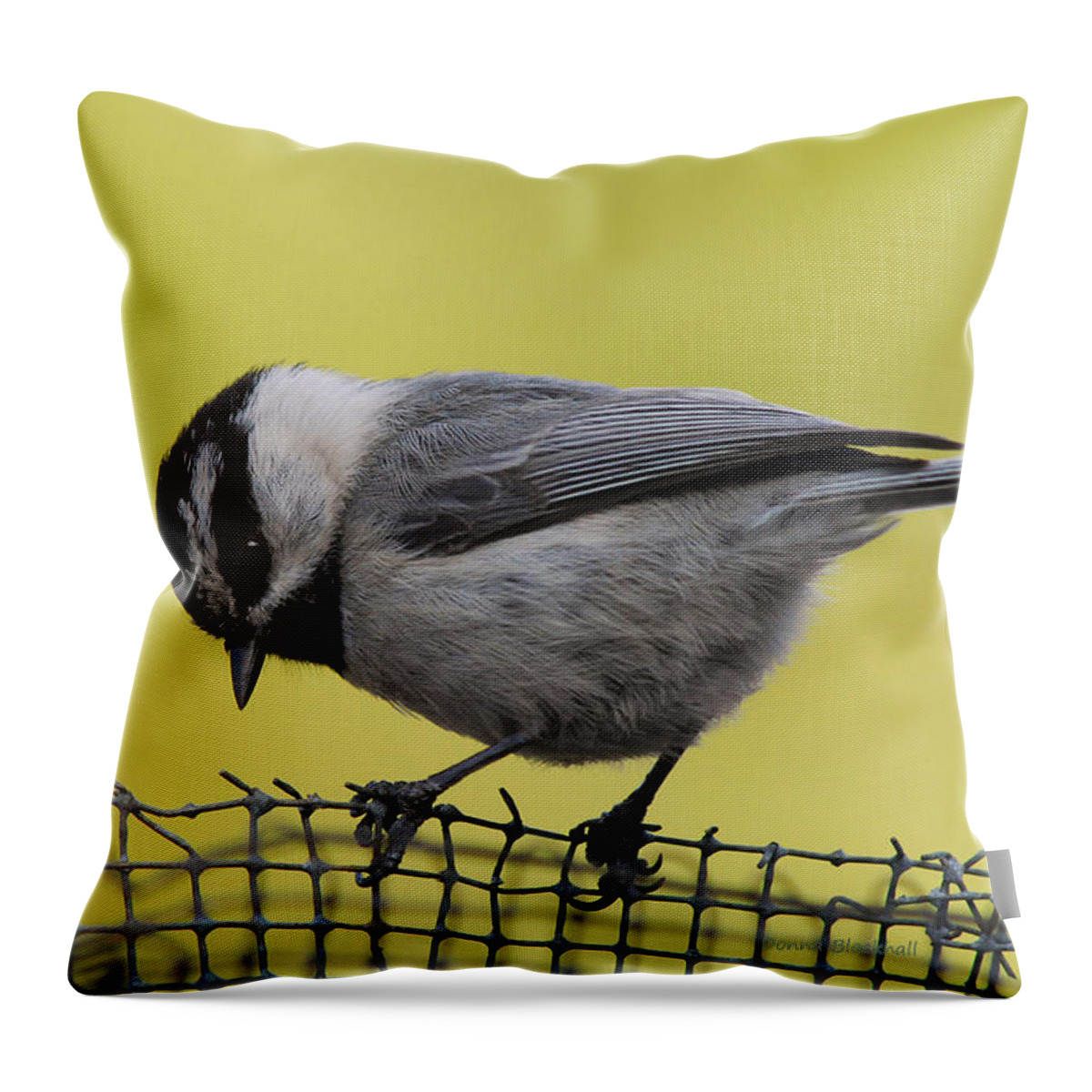Bird Throw Pillow featuring the photograph Birdseed Bandit by Donna Blackhall