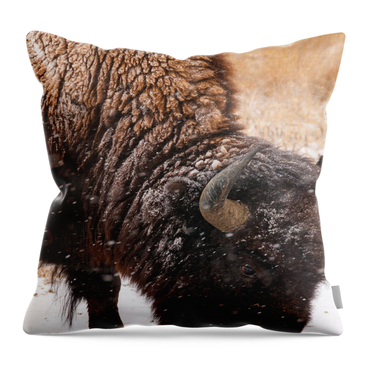 Bison Throw Pillow featuring the photograph Bison in Snow Licking Ground by Tom Potter