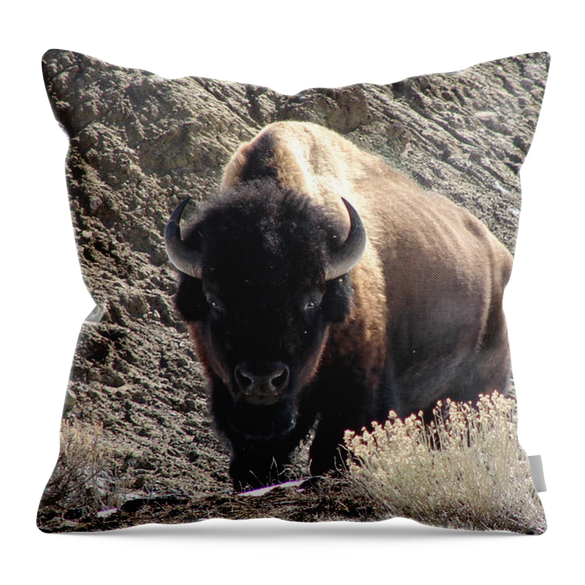 Bison Throw Pillow featuring the photograph Bison Stare Down by Carl Moore
