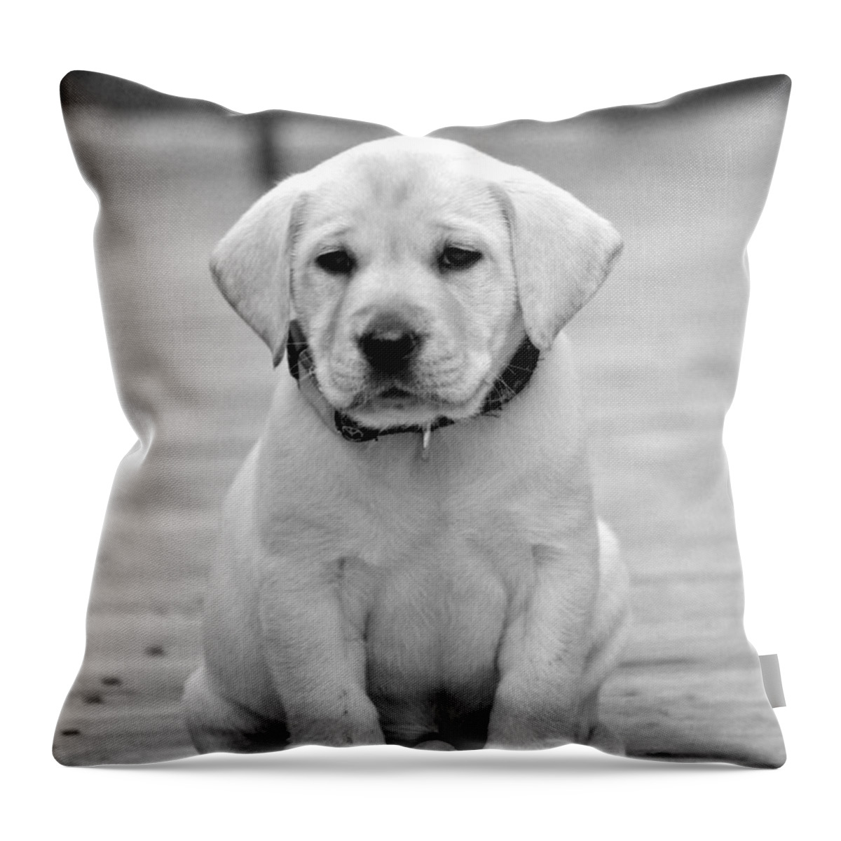 Puppy Prints Throw Pillow featuring the photograph Black and White Puppy by Kristina Deane
