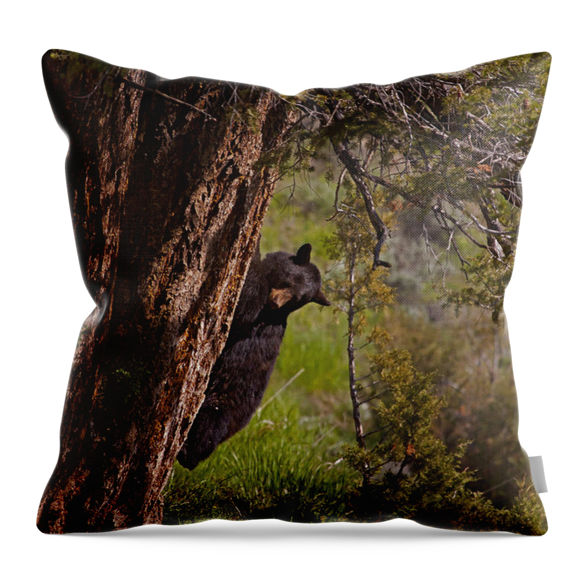 Bear Throw Pillow featuring the photograph Black Bear In A Tree by J L Woody Wooden