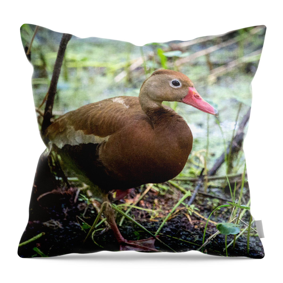Black-bellied Whistling Duck Throw Pillow featuring the photograph Black-bellied Whistling Duck 2 by Gregory Daley MPSA