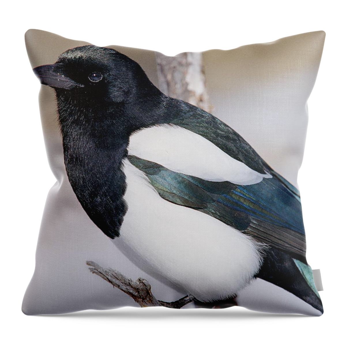 Bird Throw Pillow featuring the photograph Black-billed Magpie by Eric Glaser
