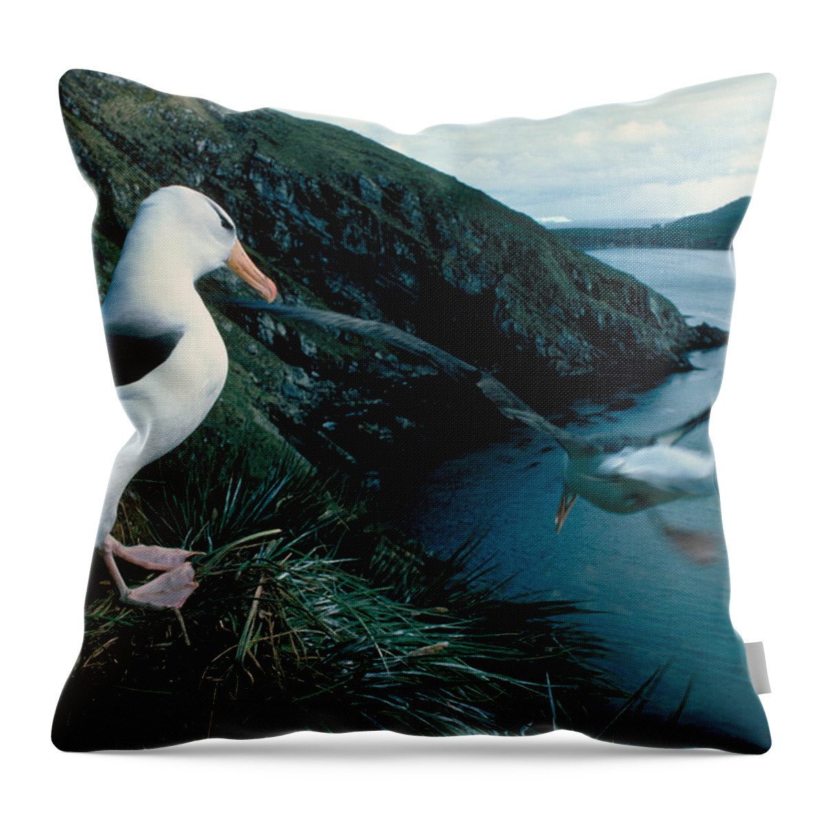 Albatross Throw Pillow featuring the photograph Black-browed Albatross by Robert Hernandez