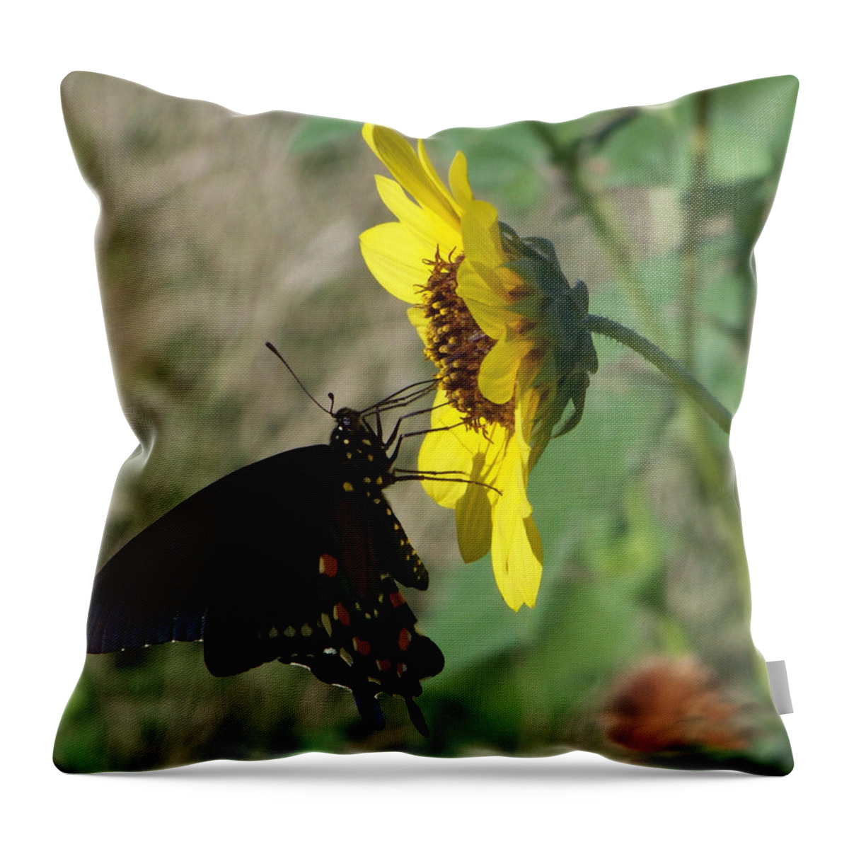 Black Throw Pillow featuring the photograph Black Butterfly by Leticia Latocki