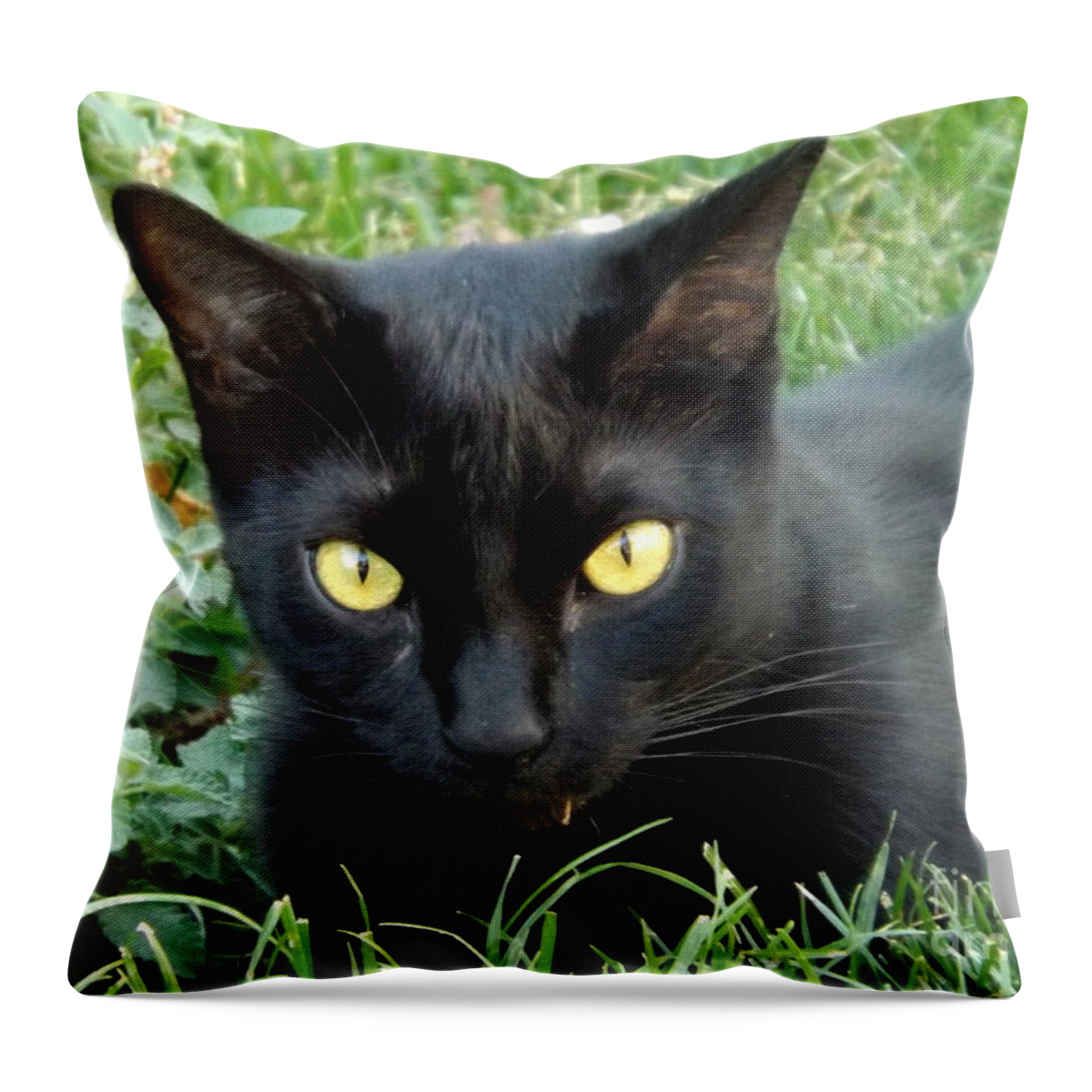 Animal Throw Pillow featuring the photograph Black Cat by Lingfai Leung
