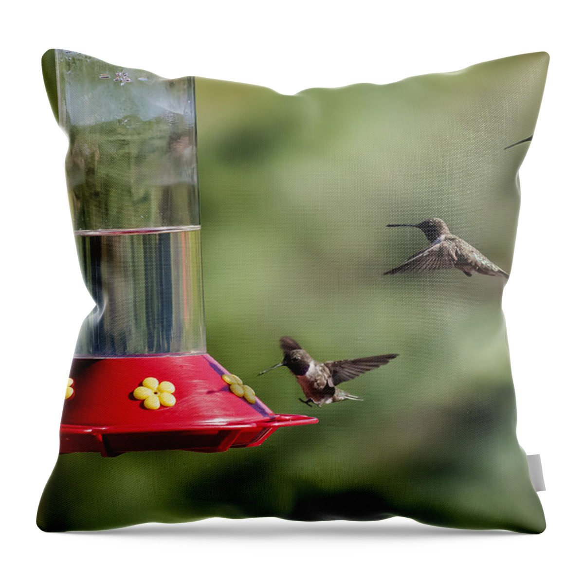 Black-chinned Hummingbird Throw Pillow featuring the photograph Black-chinned Hummingbird Action Panorama by Lee Kirchhevel