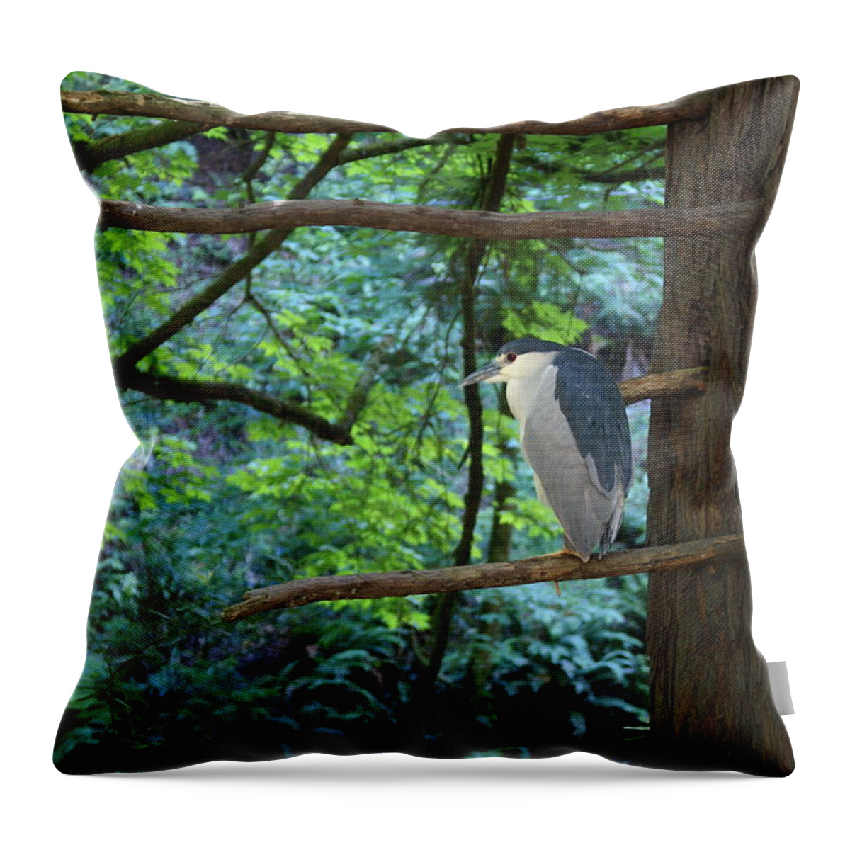 Heron Throw Pillow featuring the photograph Black-Crowned Night Heron by Ben Upham III