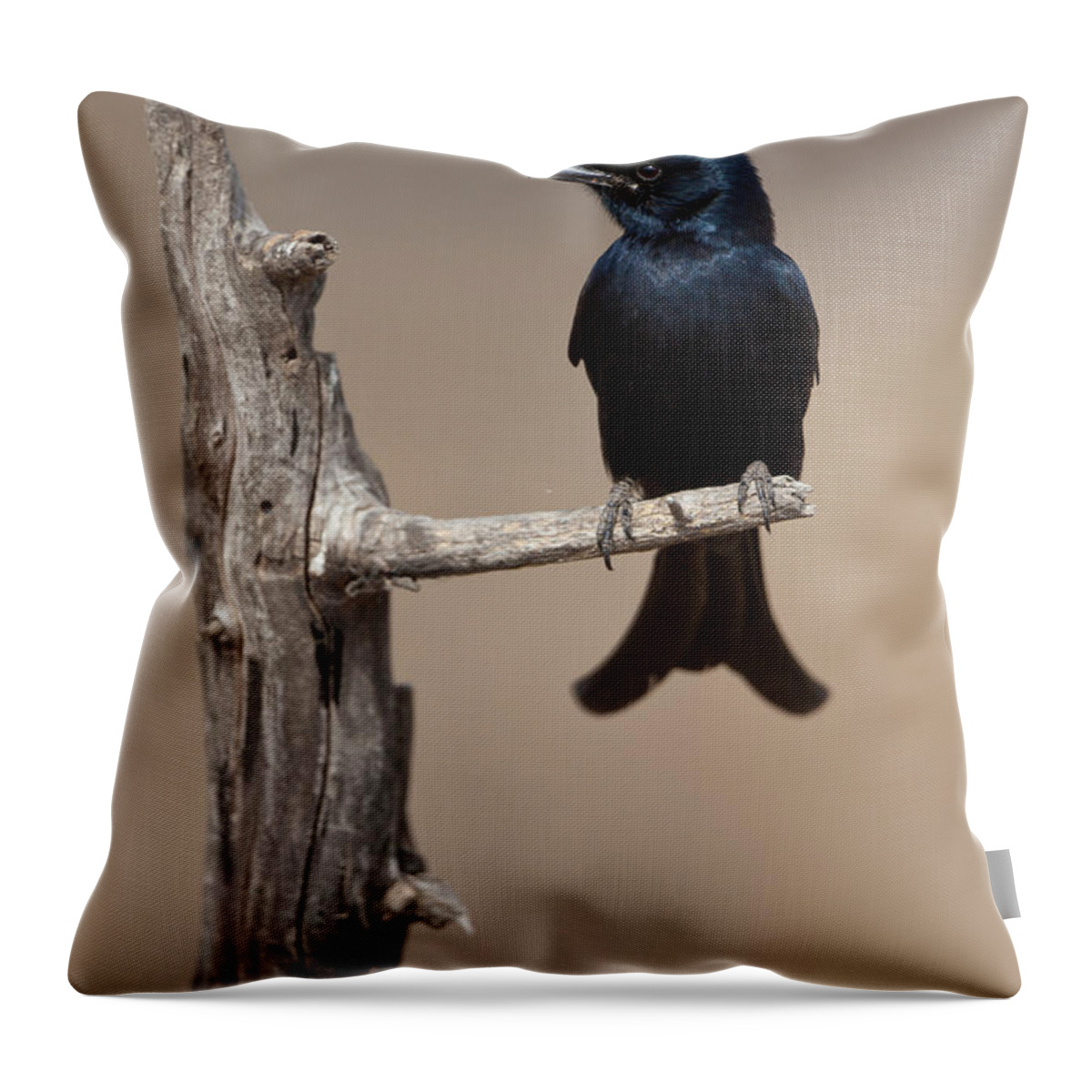 Black Drongo Throw Pillow featuring the photograph Black Drongo by Bernd Rohrschneider