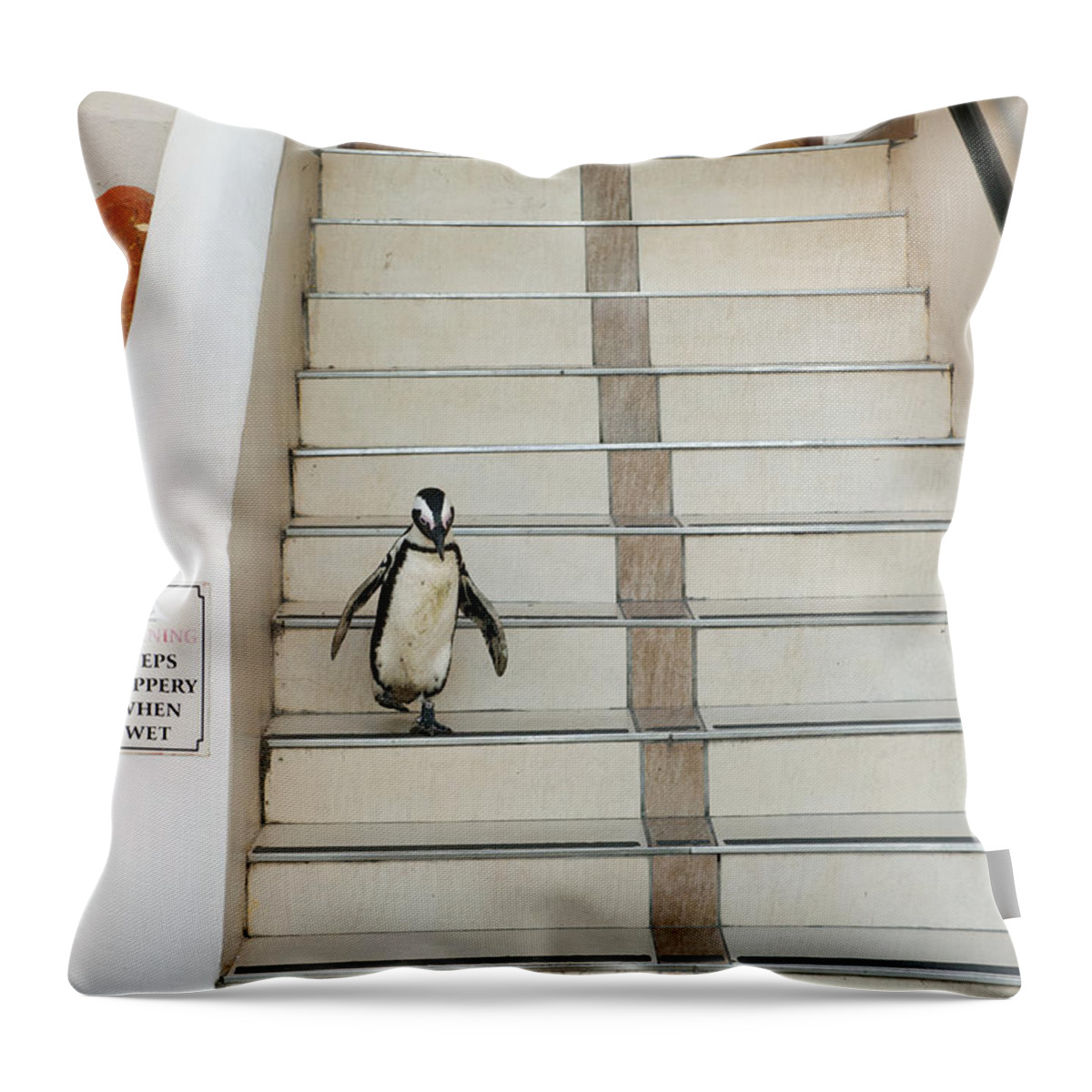 Feb0514 Throw Pillow featuring the photograph Black-footed Penguin Boulders Beach by Kevin Schafer