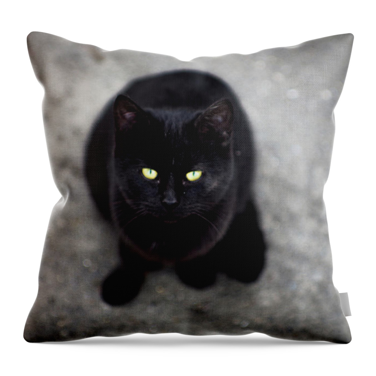 Pets Throw Pillow featuring the photograph Black Kitten Looking Up by Jimss