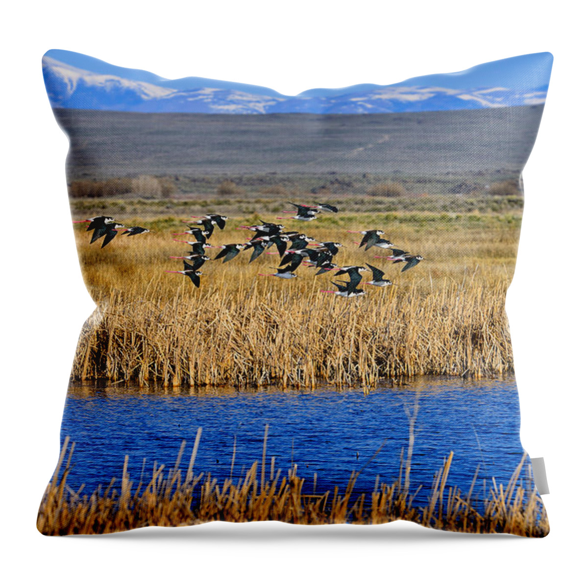 Black-necked Stilts Throw Pillow featuring the photograph Black-Necked Stilts In Flight by Greg Norrell